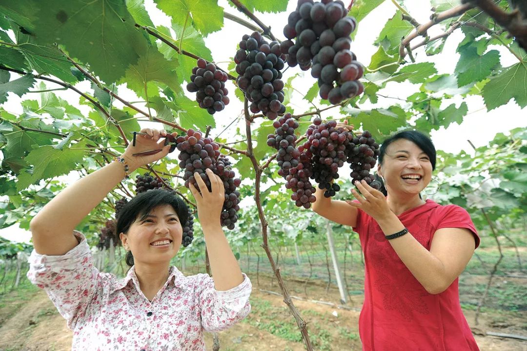 野外美味之旅，从森林采摘到品尝的探险之旅