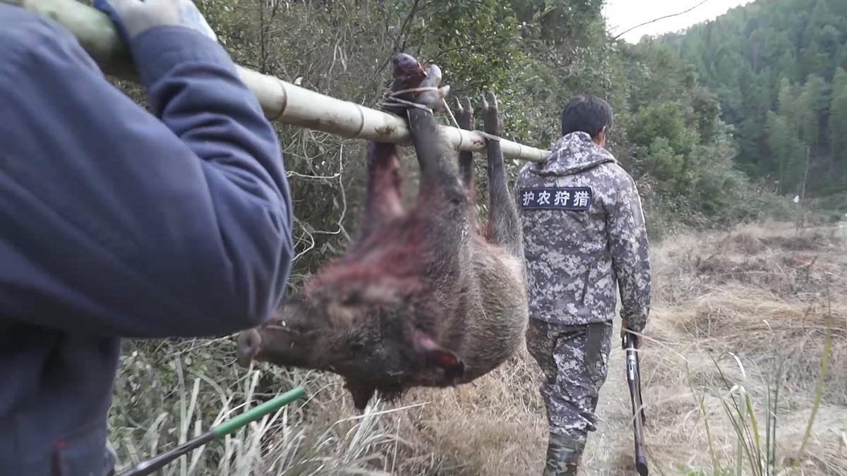 男子临时收养蹭吃野猪，揭示人与自然和谐共处之道