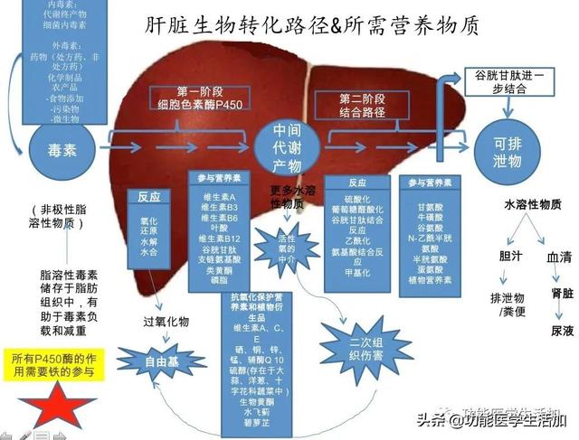 日常饮品助力肝脏解毒功能提升