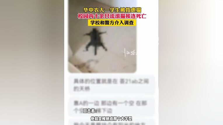 华中农大回应学生虐猫事件，责任担当、理解与未来展望