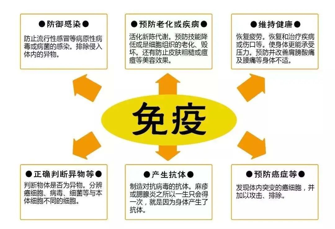 饮食调节身体免疫反应的策略