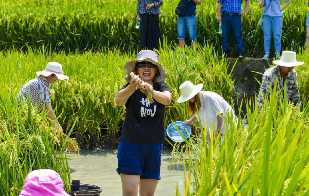 稻田里的农家乐美食之旅