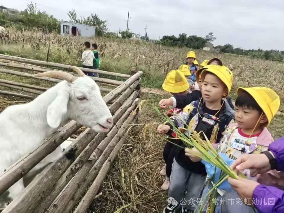 农场劳动体验，培养幼儿责任意识的重要途径