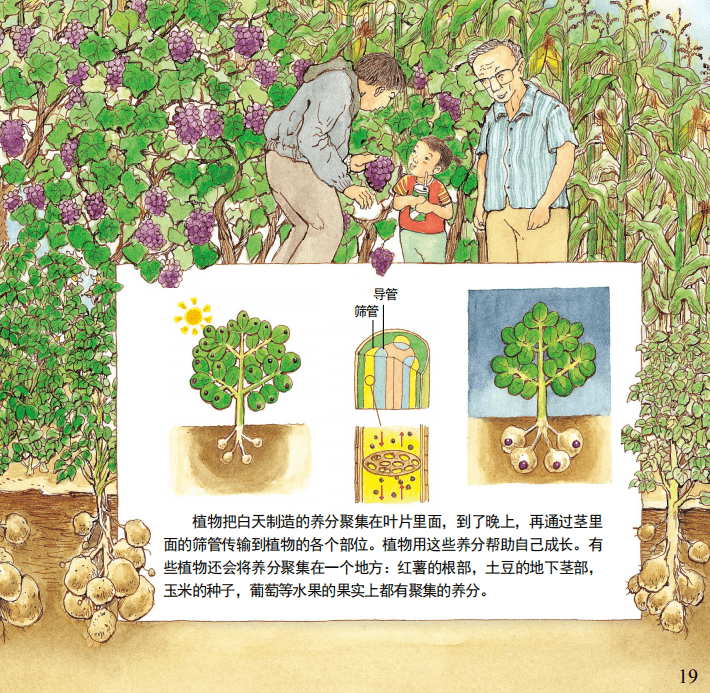 日常植物观察，培养孩子耐心的实践之路