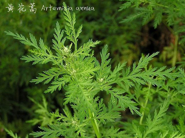 植物疗法获认可，都市人群健康管理的新选择