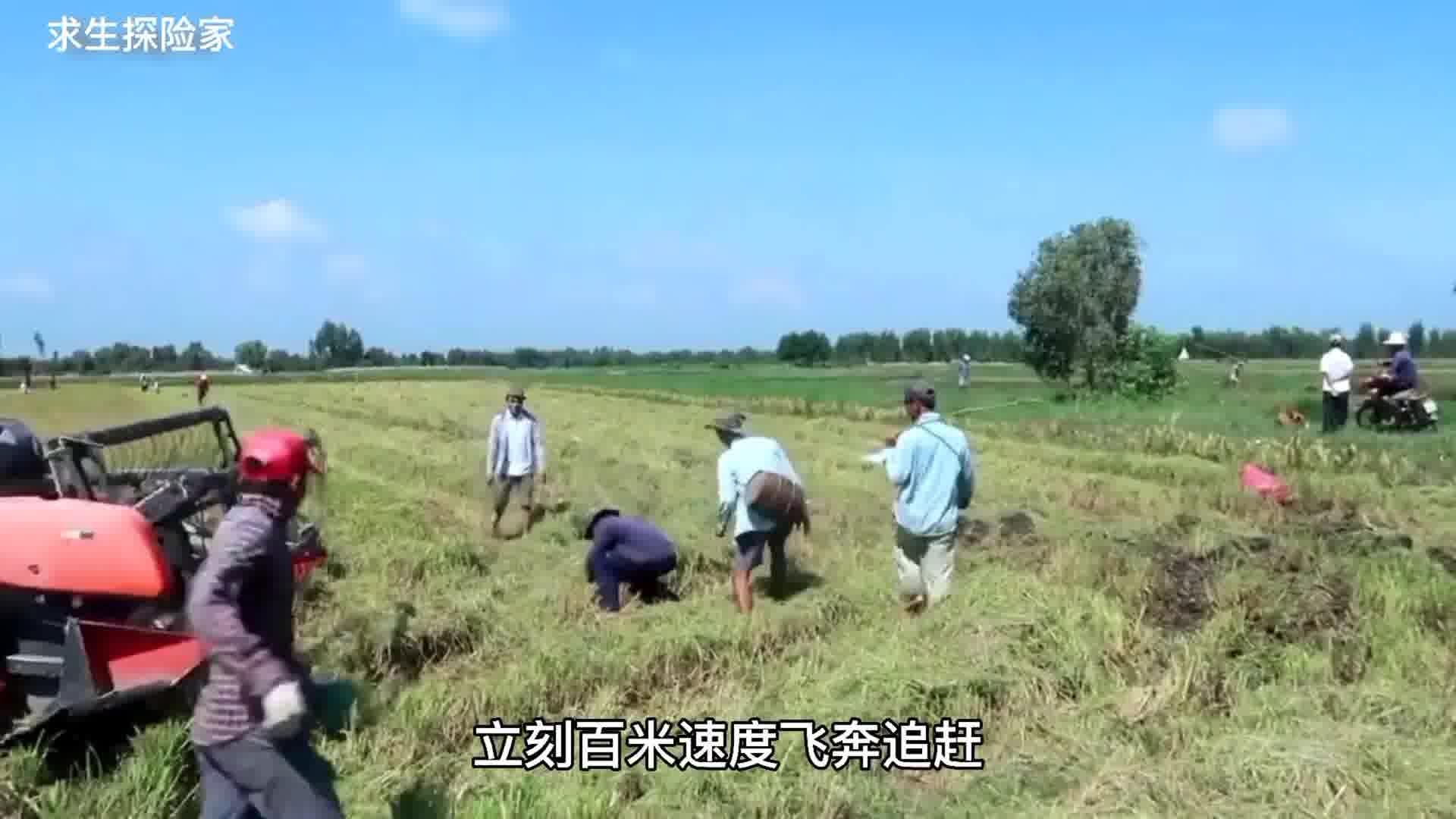 稻田里的农家乐美食之旅