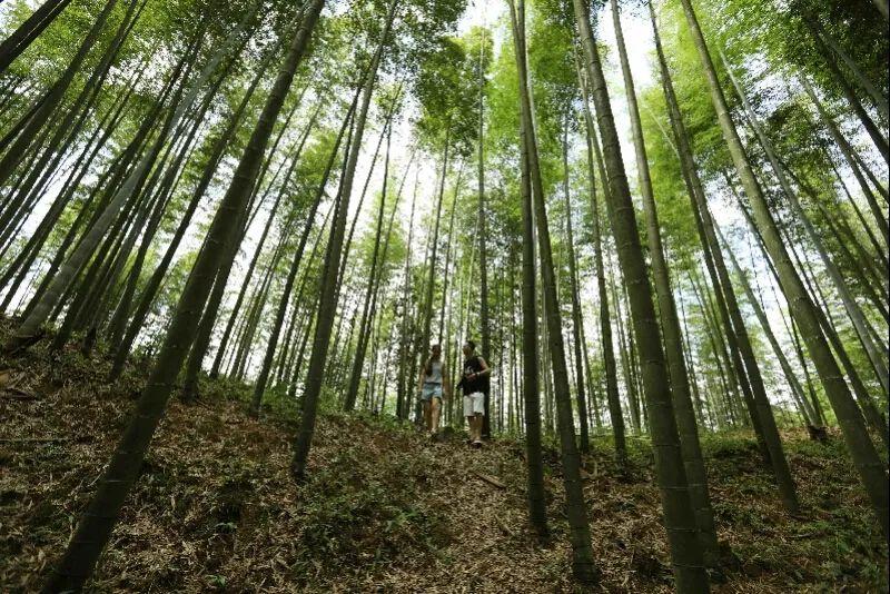 用环保材料替代塑料，迈向绿色生活的实践之路