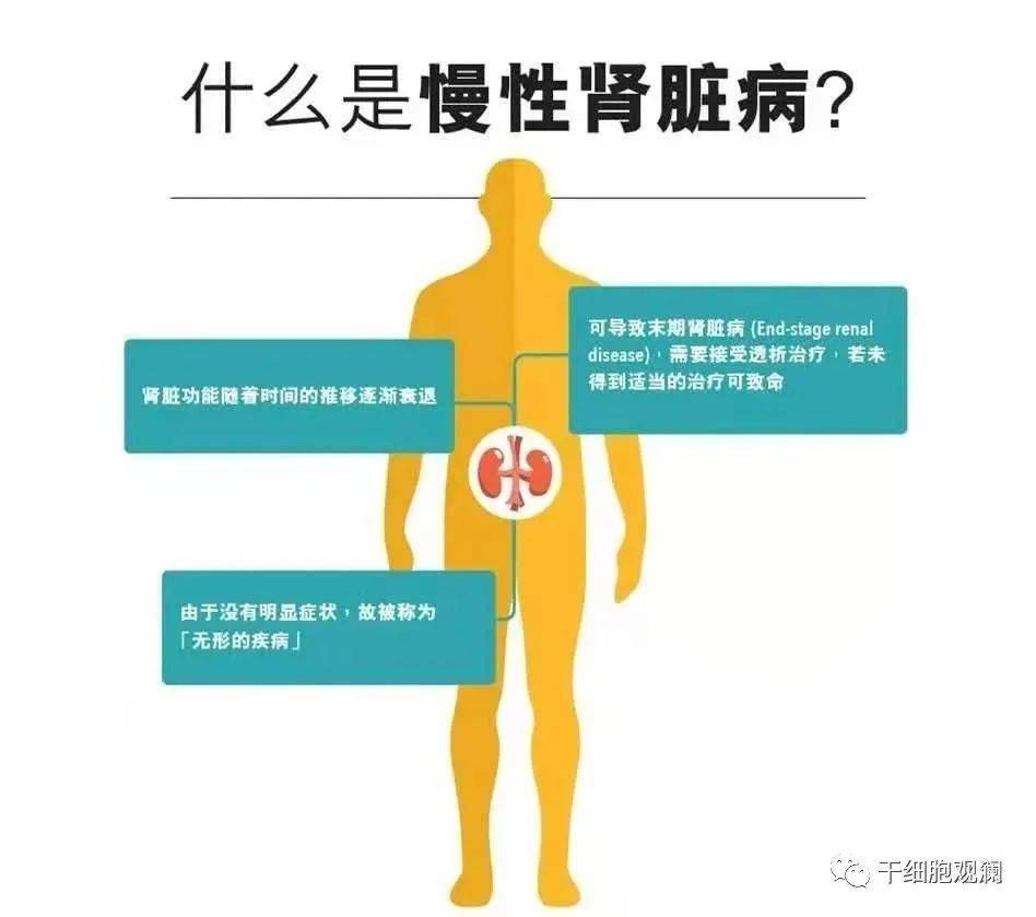 食疗助力肾脏功能强化