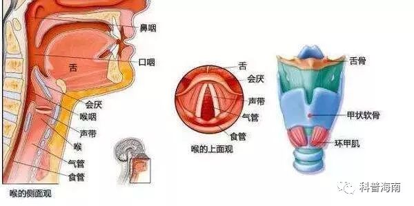 喉咙肿痛引发呼吸困难的紧急救援指南