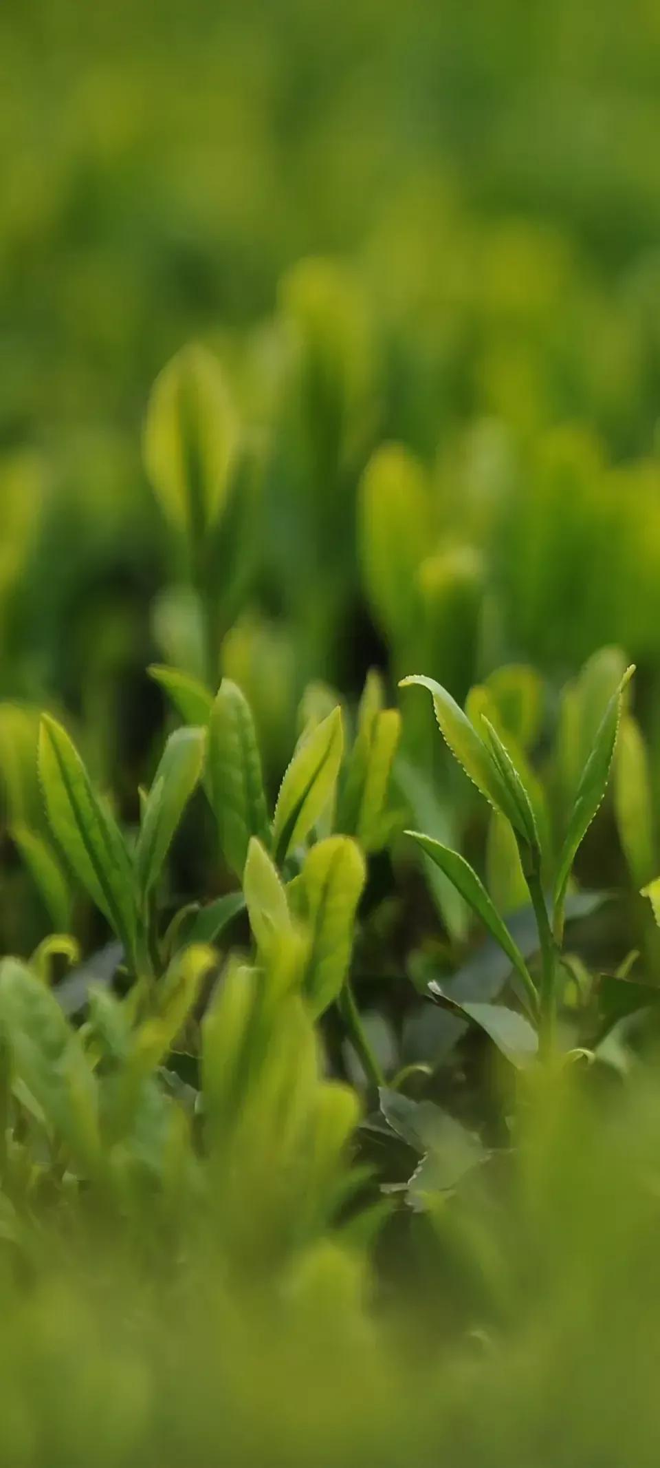 家庭绿色植物挑选指南，如何为家居选择合适的植物装饰