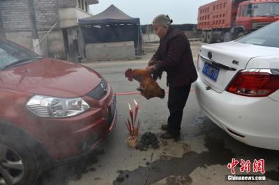 四川小熊猫遭车辆撞击事件引发社会关注与反思