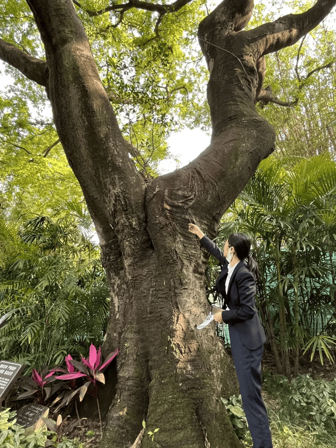 古树名木保护计划升级，城市生态文化价值的提升之道